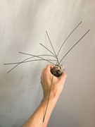 Hoya spartioides, duża ukorzeniona i rosnąca 