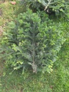 Gałęzie jodły na stroisz 