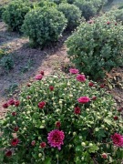 Piekne chryzantemy rozne kolory cena od 9.99