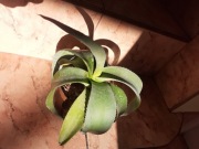 agave guiengola unikat kolekcjonerski spora piękna ok. 30 cm
