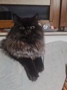 Kot Brytyjski REPRODUKTOR 