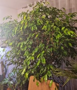 Fikus benjamina XXL, 200 cm
