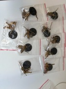 Vindictors Age of Sigmar Dominion