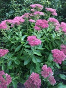 Rozchodnik okazały różowy