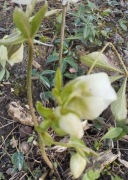 ciemiernik pełny cremowy helleborus king double cream 10 nasion