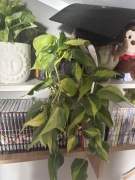 Philodendron scandens 'Brasil' odnóżka 