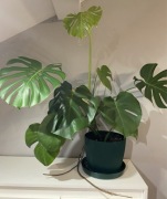 Monstera dziurawa duża 