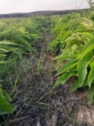 Świeży korzeń żywokostu 1kg żywokost Żywokost szybka wysyłka