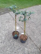 Eukaliptus na pniu Baby Blue – pachnie i odświeża powietrze w domu!