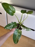 Philodendron Giganteum Variegata