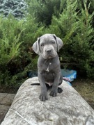 Cane Corso Italiano