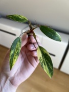 Philodendron Strawberry Shake