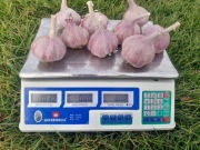 Czosnek czosnek polski zimowy  harnaś 