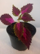 Koleus blumego pokrzywka brazylijska w doniczce