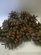 SZYSZKI SOSNY ZESTAW 100 SZTUK