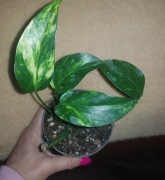 Epipremnum pinn cinto cintho goldfinger 