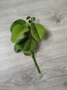 Hoya Ariadna sadzonka