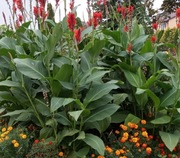 Canna Kanna PACIORECZNIK 15 szt ( duża )