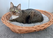 Wiklinowe legowisko 58 cm z poduszką – polskie rękodzieło