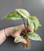 Monstera Laniata Mint