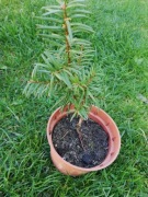 Cis kolumnowy sadzonka 16 cm