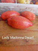Pomidor  Lady madonna dwarf kolekcjonerski