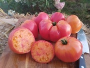 MINUSINSK ORANGE ELEPHANT nasiona Pomidor Kolekcjonerski