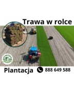 40m² trawa w rolce - PLANTACJA