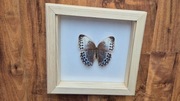 Motyl w gablotce ramce Stichophthalma sp. otwierana na ścianę 