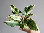 Syngonium T25 w gruzie hydroponika 