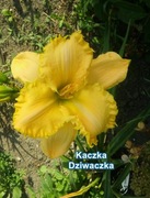 Liliowiec Kaczka Dziwaczka