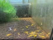 Krewetki Yellow King Kong