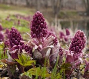 ŚWIEŻY KORZEŃ LEPIĘŻNIK RÓŻOWY 1 KG. OCZKO WODNE.