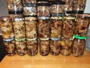 Opienki marynowane Atest grzyboznawcy.