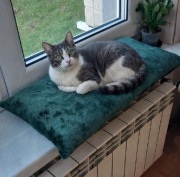 Parapetnik legowisko posłanie dla kota na parapet 60x28 cm