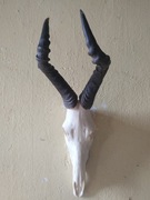 AnTyLoPA hartbeest bawolec rogi poroże Afryka 