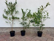 Sadzonka Borówki Amerykańskiej 3 Letnia , 1,5 l 