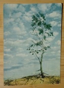 ŁEBA  Brzoza piasek wydma Pocztówka S. Arczyński RUCH