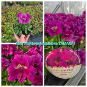 Alstromeria pojemnikowa - Tamara 3L
