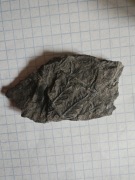 Skamieniałość paproci