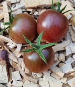 pomidor Black Cherry nasiona kolekcjonerskie