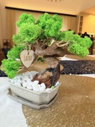 Drzewko bonsai bezobsługowe chrobotek