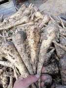 Pasternak worek 20 kilo z własnej plantacja od rolnika 