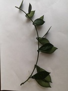 Hoya Lacunosa IML 0162 ukorzeniona