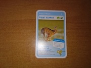 Najszybsze Zając szarak karta nr 3 quiz Super Zwierzaki Biedronka