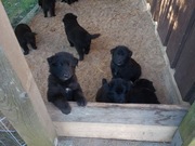 Owczarek belgijski groenendael rodowodowe