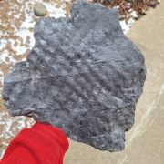 Skamieniałość duży odcisk Stigmaria ficoides Sigillaria