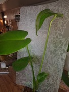 Monstera deliciosa 
