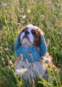 SNOOD siatkowy Hug me  Cavalier Spaniel niebieska czapka