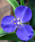 Trzykrotka Andersona (miks kolorów) / Tradescantia andersoniana